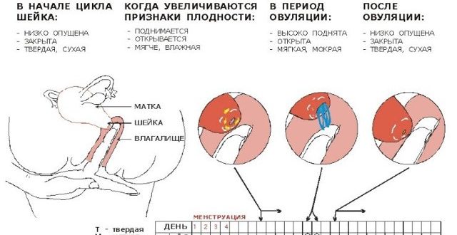 Овуляция и тянущие боли в правом боку