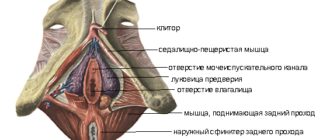 Образование между ногой и большими половыми губами