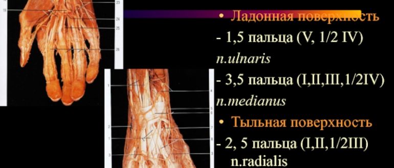 Гиперпараестезия 4 и 5 пальца левой кисти в районе иннервации n. Ulnaris