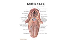 Ощущение волоса на корне языка. Тонзиллит