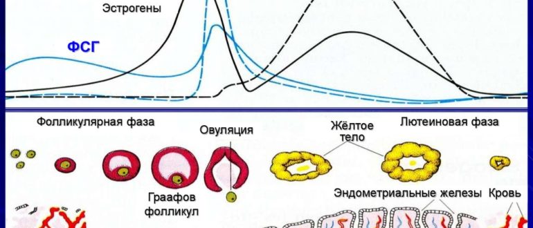 Частое мочеиспускание при овуляции. Менструальный цикл. Овуляция. Процесс овуляции. Нарушение менструального цикла.