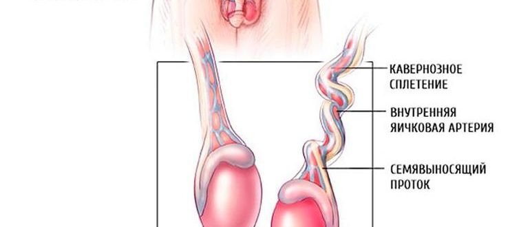 От чего болит и ломит канатик яичка?