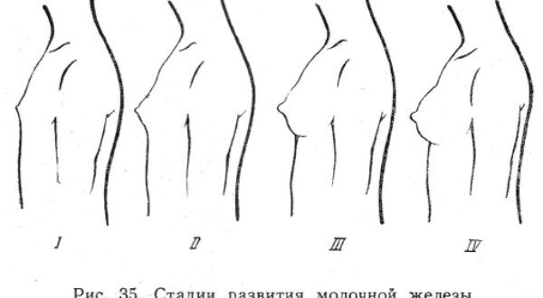 Не растёт грудь в 19 лет