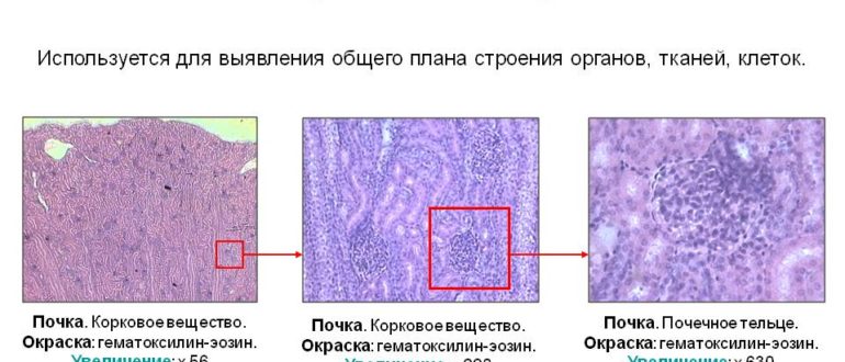 Обзорная микроскопия