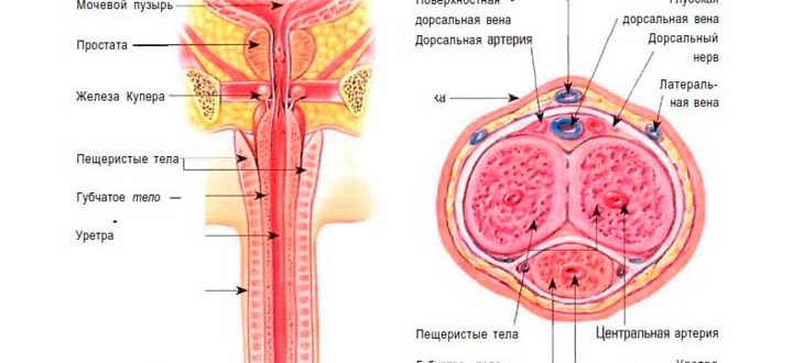 Образование внутри полового члена