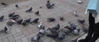 Голуби, голуби, уберите голубей, я их боюсь