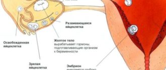 Незащищенный половой акт, во время месячных, могла ли забеременеть