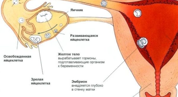 Незащищенный половой акт, во время месячных, могла ли забеременеть