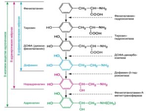 Гормоны дофамин, адреналин, норадреналин, серотонин