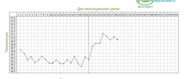 Овуляция на 24 день цикла