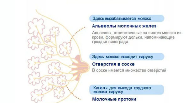 Грудь при беременности. Изменение груди беременной. Грудь пртбеременности. Грудь перед месячными и после.