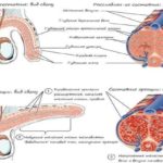 Парестезия голени и стопы