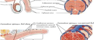 Отчего половой член жесткий в спокойном состоянии