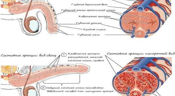 Отчего половой член жесткий в спокойном состоянии