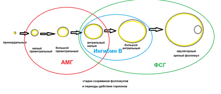 Низкий АМГ и Ингибин В