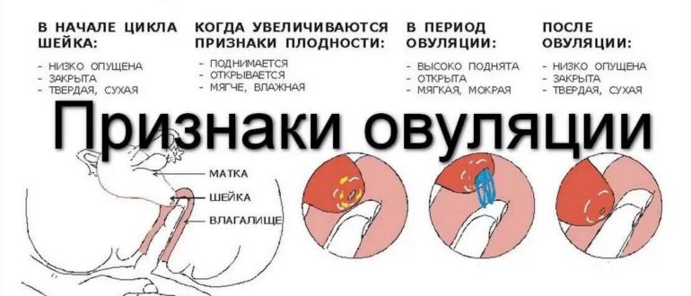 Незащищённый половой акт после менструации на 4 день
