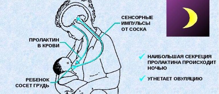 Овуляция и пролактин
