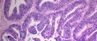 Гистология