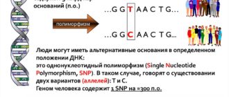 Определение генетического полиморфизма