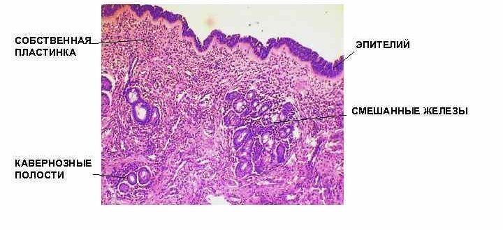 Гистология слизистой носа