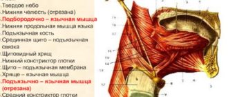 Небно язычная мышца