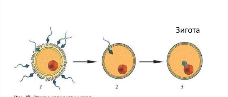 Рисунок процесса оплодотворения