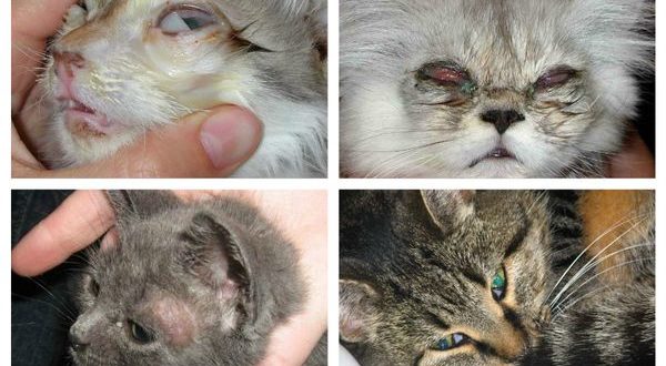 Передаётся ли токсоплазмоз через чихание кошки?