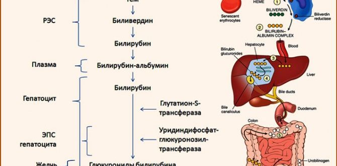 Газообразование, повышенный билирубин