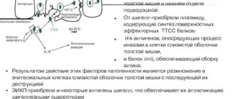 Обнаружена энтероинвазивной e coli 0144