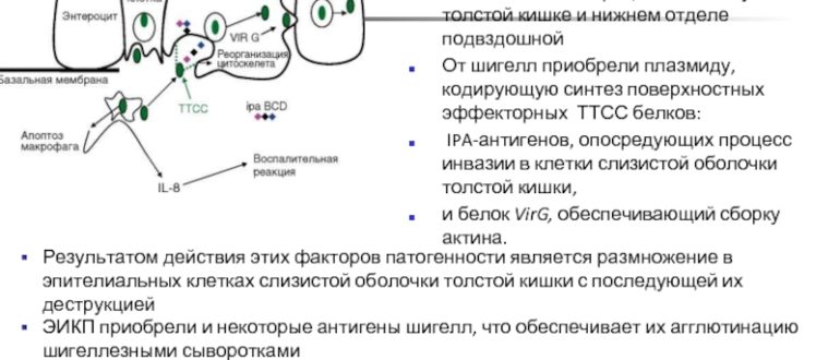 Обнаружена энтероинвазивной e coli 0144