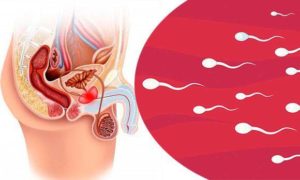 Нет спермы после секса
