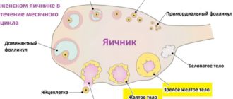 Нет овуляции, фолликулы не дозревают