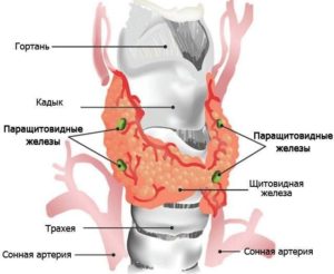 Очаговое образование паращитовидной железы