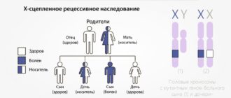 Передача генов по наследству