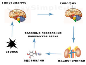 Гормоны при панических атаках