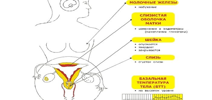 Овуляции не было, а грудь болит, почему?
