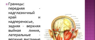 Образование затылочной области