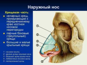 Ноющая боль кости носа