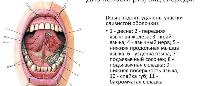 Образование на дне ротовой полости